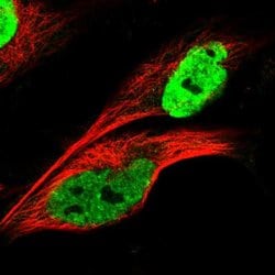Invitrogen KHDRBS3 Polyclonal Antibody 100 &mu;L; Unconjugated:Antibodies,