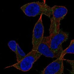 Invitrogen GAB2 Polyclonal Antibody 100 &mu;L; Unconjugated:Antibodies,