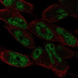 Invitrogen LIN52 Polyclonal Antibody 100 &mu;L; Unconjugated:Antibodies,