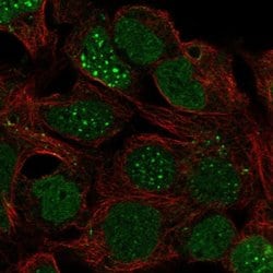 Invitrogen LBX1 Polyclonal Antibody 100 &mu;L; Unconjugated:Antibodies,