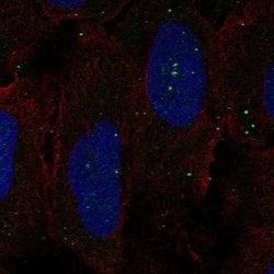 Invitrogen GPR137C Polyclonal Antibody 100 &mu;L; Unconjugated:Antibodies,