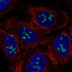 Invitrogen NO66 Polyclonal Antibody 100 &mu;L; Unconjugated:Antibodies,