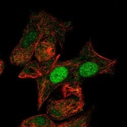Invitrogen MIXL1 Polyclonal Antibody 100 &mu;L; Unconjugated:Antibodies,