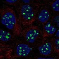 Invitrogen EMX1 Polyclonal Antibody 100 &mu;L; Unconjugated:Antibodies,
