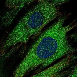 Invitrogen PTPRN Polyclonal Antibody 100 &mu;L; Unconjugated:Antibodies,