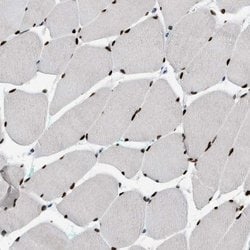 Invitrogen NFIX Polyclonal Antibody 100 &mu;L; Unconjugated:Antibodies,