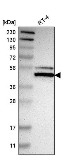 Invitrogen NFIX Polyclonal Antibody 100 &mu;L; Unconjugated:Antibodies,