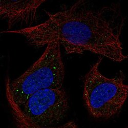 Invitrogen PCDHB14 Polyclonal Antibody 100 &mu;L; Unconjugated:Antibodies,