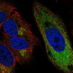 Invitrogen CCPG1 Polyclonal Antibody 100 &mu;L; Unconjugated:Antibodies,