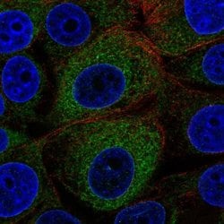 Invitrogen GCS1 Polyclonal Antibody 100 &mu;L; Unconjugated:Antibodies,