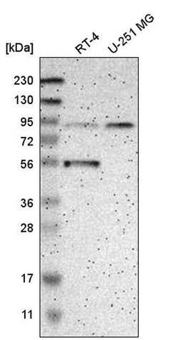 Invitrogen GCS1 Polyclonal Antibody 100 &mu;L; Unconjugated:Antibodies,