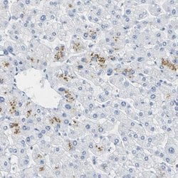 Invitrogen Opsin Blue Polyclonal Antibody 100 &mu;L; Unconjugated:Antibodies,