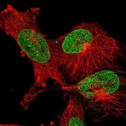 Invitrogen Epigen Polyclonal Antibody 100 &mu;L; Unconjugated:Antibodies,
