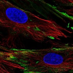 Invitrogen PXDC1 Polyclonal Antibody 100 &mu;L; Unconjugated:Antibodies,