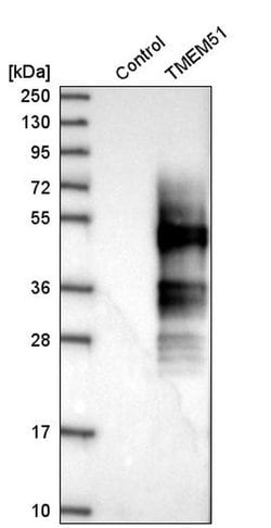 Invitrogen TMEM51 Polyclonal Antibody 100 &mu;L; Unconjugated:Antibodies,
