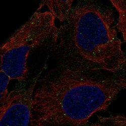 Invitrogen DENND3 Polyclonal Antibody 100 &mu;L; Unconjugated:Antibodies,