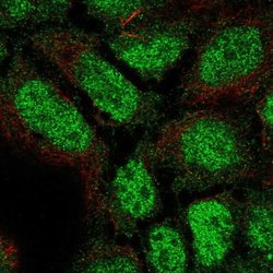 Invitrogen PLEKHG1 Polyclonal Antibody 100 &mu;L; Unconjugated:Antibodies,