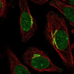 Invitrogen SIPA1L2 Polyclonal Antibody 100 &mu;L; Unconjugated:Antibodies,