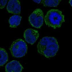 Invitrogen GCSAML Polyclonal Antibody 100 &mu;L; Unconjugated:Antibodies,