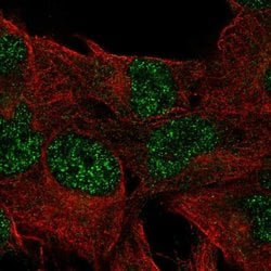 Invitrogen DUSP23 Polyclonal Antibody 100 &mu;L; Unconjugated:Antibodies,
