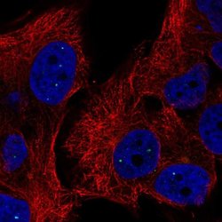 Invitrogen C2orf60 Polyclonal Antibody 100 &mu;L; Unconjugated:Antibodies,