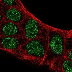 Invitrogen ATOH8 Polyclonal Antibody 100 &mu;L; Unconjugated:Antibodies,