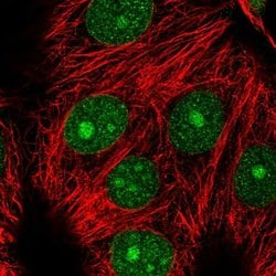 Invitrogen MAD2L1BP Polyclonal Antibody 100 &mu;L; Unconjugated:Antibodies,