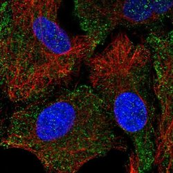 HTR1B Polyclonal Antibody, Invitrogen 100 &mu;L; Unconjugated:Antibodies,