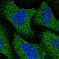 Invitrogen NRBP2 Polyclonal Antibody 100 &mu;L; Unconjugated:Antibodies,