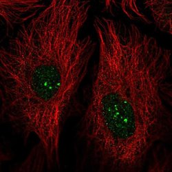Invitrogen PRDM15 Polyclonal Antibody 100 &mu;L; Unconjugated:Antibodies,