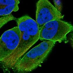 Invitrogen PALMD Polyclonal Antibody 100 &mu;L; Unconjugated:Antibodies,