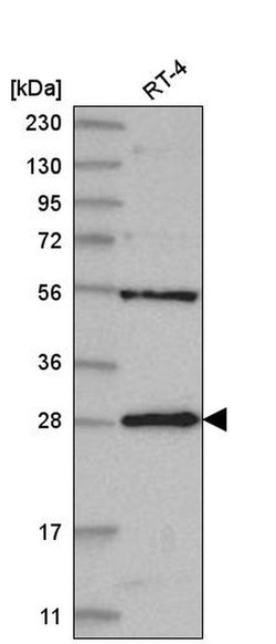 Invitrogen MED6 Polyclonal Antibody 100 &mu;L; Unconjugated:Antibodies,
