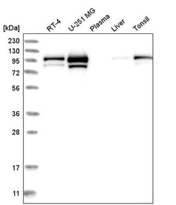 Invitrogen MCM4 Polyclonal Antibody 100 &mu;L; Unconjugated:Antibodies,
