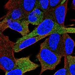Invitrogen GPRASP1 Polyclonal Antibody 100 &mu;L; Unconjugated:Antibodies,