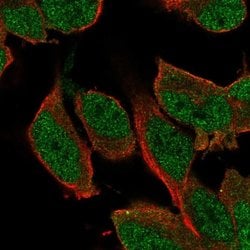 Invitrogen SHC3 Polyclonal Antibody 100 &mu;L; Unconjugated:Antibodies,
