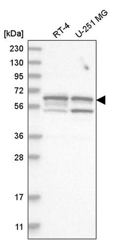 Invitrogen SHC3 Polyclonal Antibody 100 &mu;L; Unconjugated:Antibodies,