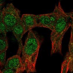 Invitrogen GCNF Polyclonal Antibody 100 &mu;L; Unconjugated:Antibodies,