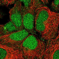 Invitrogen RFNG Polyclonal Antibody 100 &mu;L; Unconjugated:Antibodies,