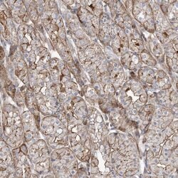 Invitrogen PARVG Polyclonal Antibody 100 &mu;L; Unconjugated:Antibodies,
