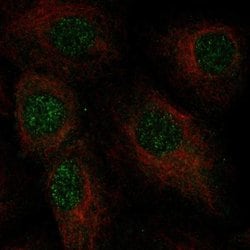 Invitrogen C2orf42 Polyclonal Antibody 100 &mu;L; Unconjugated:Antibodies,
