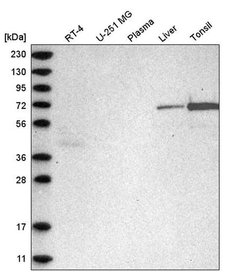 Invitrogen C2orf42 Polyclonal Antibody 100 &mu;L; Unconjugated:Antibodies,