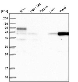 Invitrogen FBXO7 Polyclonal Antibody 100 &mu;L; Unconjugated:Antibodies,