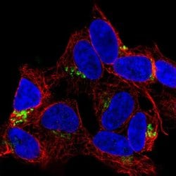 Invitrogen FAM184A Polyclonal Antibody 100 &mu;L; Unconjugated:Antibodies,