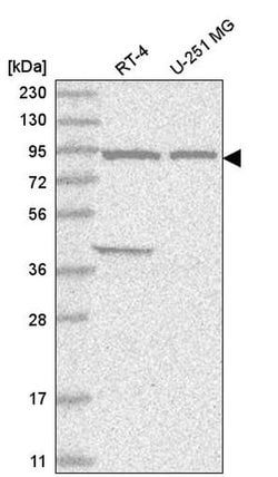 Invitrogen FAM184A Polyclonal Antibody 100 &mu;L; Unconjugated:Antibodies,
