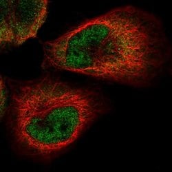 Invitrogen PACT Polyclonal Antibody 100 &mu;L | Buy Online | Invitrogen&trade; | Fisher Scientific