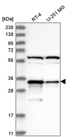 Invitrogen PACT Polyclonal Antibody 100 &mu;L; Unconjugated:Anticuerpos