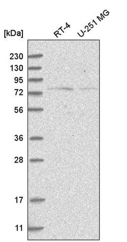 Invitrogen NOL10 Polyclonal Antibody 100 &mu;L; Unconjugated:Antibodies,