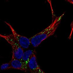 Invitrogen NELL2 Polyclonal Antibody 100 &mu;L; Unconjugated:Antibodies,