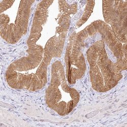 Invitrogen RNPEP Polyclonal Antibody 100 μL; Unconjugated:Antibodies,