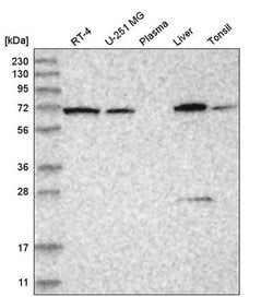 Invitrogen RNPEP Polyclonal Antibody 100 μL; Unconjugated:Antibodies,